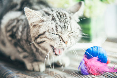 Close-up of a cat with eyes closed