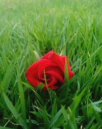 Close-up of red flower blooming on field