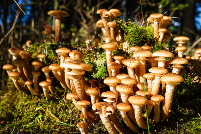 Close-up of mushrooms growing outdoors