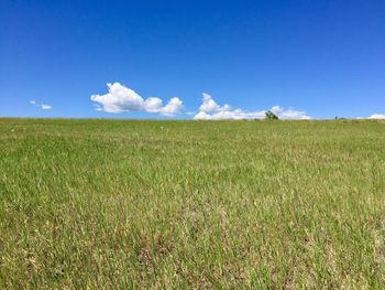 Scenic view of agricultural field against blue sky