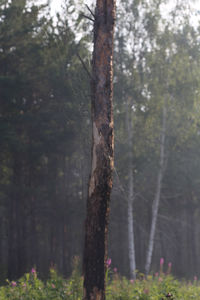 Close-up of tree trunk in forest