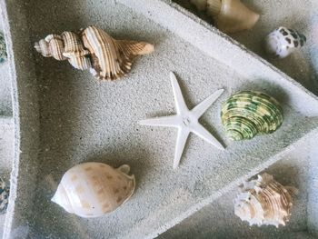 High angle view of shells on floor