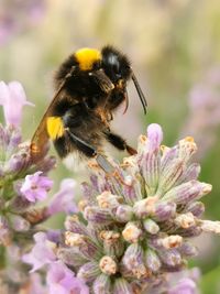 Close-up of honey bee on purple flower