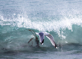 Seagulls flying over sea