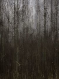 Full frame shot of trees in forest