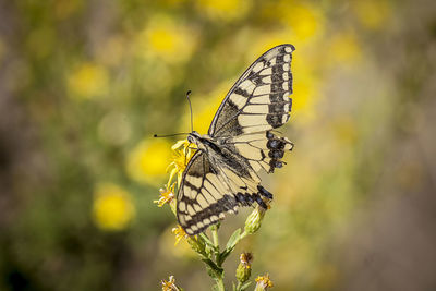 Close-up of butterfly pollinating on flower