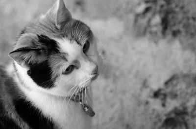 Close-up of cat looking away
