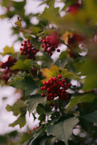 Close-up of flowering plant