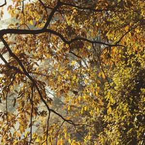 Low angle view of maple tree