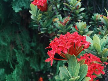 Close-up of red flower