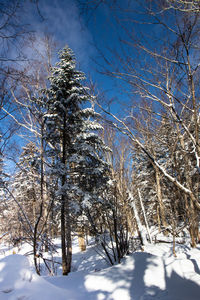 Bare trees on snow covered land against sky