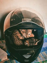helmet