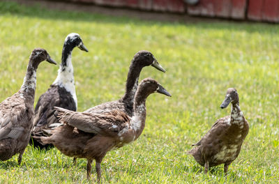 Ducks on a field