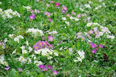 Close-up of flowers