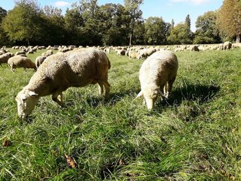 Sheep grazing in a field