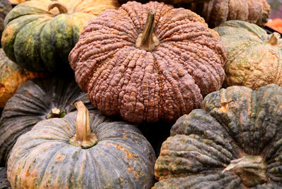 Pile of multi-color rough skin pumpkins with selective focus