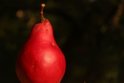 Close-up of apple