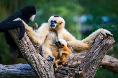 Monkey sitting on tree branch