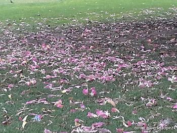 High angle view of flowers on field