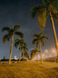 Palm trees on field against sky at night
