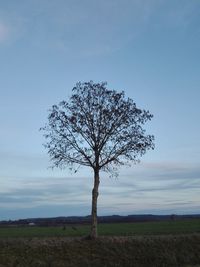 Bare tree on field against sky