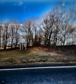 Bare trees against sky