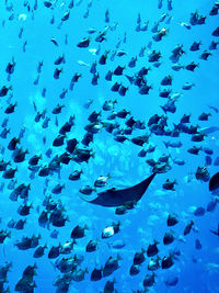 Low angle view of fish swimming in sea