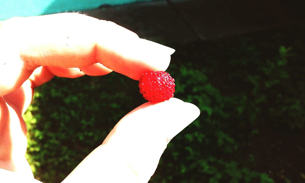 food and drink, freshness, close-up, person, holding, food, part of, focus on foreground, fruit, red, cropped, sweet food, sunlight, sun, day, one person, indulgence, outdoors, heart shape