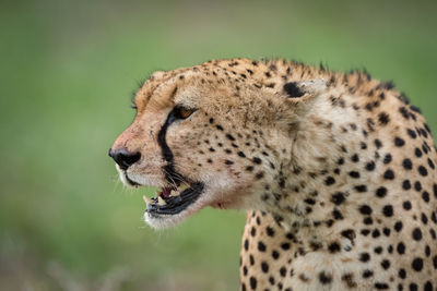 Close-up of cheetah head surrounded by flies