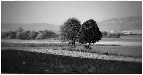 Trees against sky