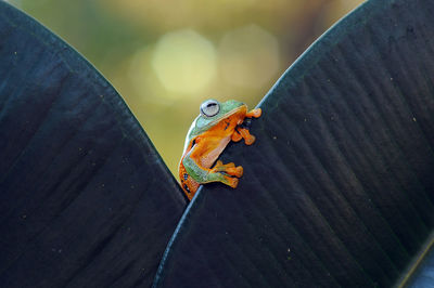 Close-up of frog on metal