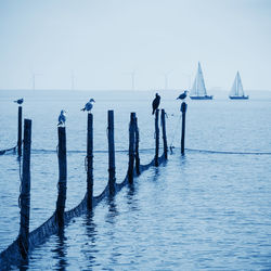 Sailboats in sea against sky