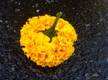 Close-up of yellow flower