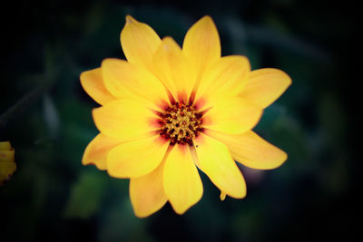 Close-up of yellow cosmos blooming outdoors