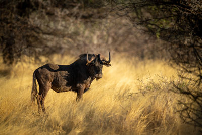 Black wildebeest stands framed by tree branches