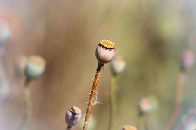 Close-up of dried poppy seed heads 