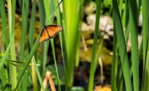 Close-up of butterfly on grass