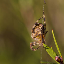 Close-up of insect on plant