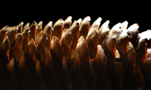 Close-up of pastries against black background