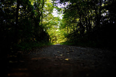 Surface level of narrow pathway along trees in forest