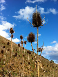 Plants on field against sky