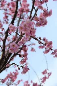 Low angle view of cherry blossoms in spring