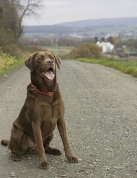 Dog sitting on rock against sky