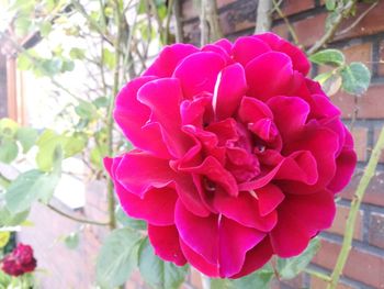 Close-up of pink flowers blooming outdoors