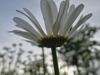 Close-up of flower blooming outdoors