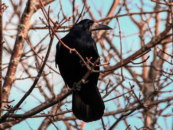 Low angle view of bird perching on branch