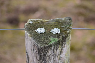 Close-up of wood on wooden post