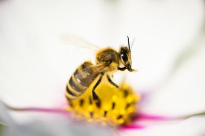 Close-up of bee on flower