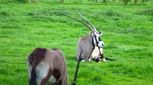 Sheep on grassy field