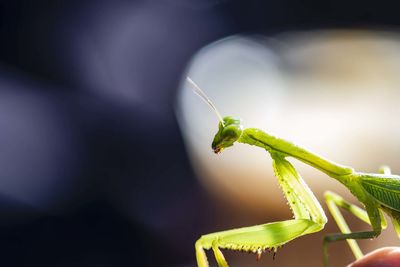 Close-up of insect